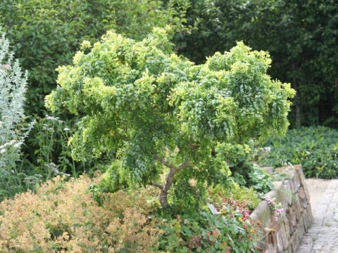 Robinia akacjowa (Robinia pseudoacacia) Twisty Baby [Lace Lady]